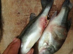 北京公布食品抽檢信息，云唐水產品安全檢測儀解決水產獸藥殘留問題